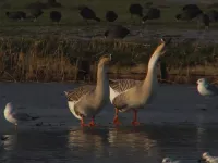 Zwaangans [Anser cygnoides]